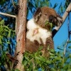 Koala - Phascolarctos cinereus o4070